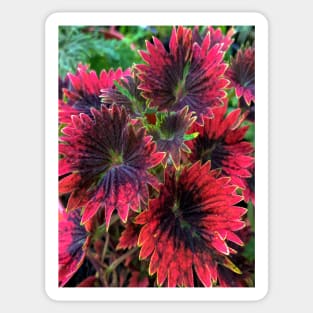 Coleus Plant Leaves Sticker